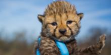 cheetah cub being held in a gloved hand