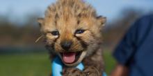 cheetah cub with its mouth open being held in a gloved hand