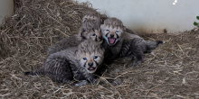 four cheetah cubs in hay