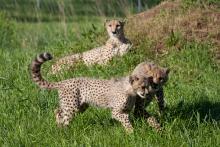 Two cheetah cubs playing in the grass as their mother watches in the background