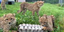 three cheetahs surround a "chew toy" made of woven recycled firehose