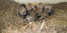A group of cheetah cubs sits in the straw at the Smithsonian Conservation Biology Institute