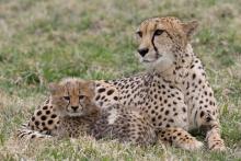 A cheetah cub and mother laying in the grass