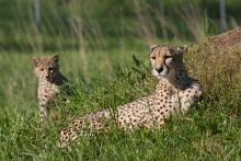 An adult cheetah laying in the grass with her cub 