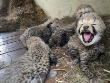several cheetah cubs up close. one has its mouth open with a pink tongue