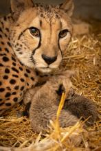 a mother cheetah looks directly at the camera as two cubs sleep beneath her chin
