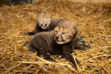 two cheetah cubs lay in hay. they're eyes are not open yet.