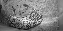 Black and white photo. Adult, female cheetah lays in a den with her five cubs nursing. The cubs are so large, you can't see all five, as they are piled on top of one another. The den has hay on the ground.