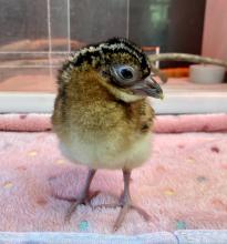 Blue-billed curassow chick 