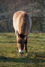 Christine, the first Przewalski's horse born from artificial insemination. 