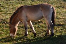 Christine, the first Przewalski's horse born from artificial insemination. 