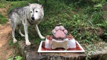 Gray wolf Coby recently celebrated her 16th birthday at American Trail.