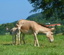 A Persian onager colt standing next to his mom. 