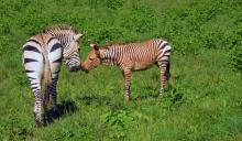 Hartmann's mountain zebra colt touches noses with his herd mate, Xolani. 