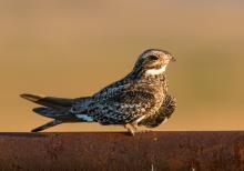 A small hawk, called a common nighthawk, perched on a wall