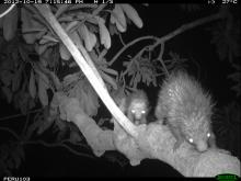 A black-and-white camera trap photo of two porcupines in a tree