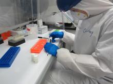 Researcher Courtney Hofman tests ancient DNA samples