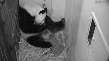 Giant Panda Mei Xiang rests with her tiny, newborn cub in her den at the Smithsonian's National Zoo's Giant Panda House