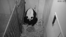 Giant panda Mei Xiang gives birth to a cub at about 6:35 p.m. Aug 21, 2020, on the live Panda Cam feed
