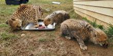Cheetah Amani crouches over a metal tray with one of her 4-month-old cubs. Amani appears to be sniffing the side of the tray while the cub inspects a bloodsicle on the tray. Amani's other cub is to the right of the tray, eating a small piece of the treat