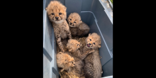 five 6-week-old cheetah cubs in a blue plastic bin