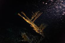 An elkhorn coral underwater in the dark with a light shone on it revealing the eggs it is releasing