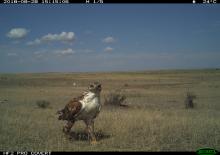 Camera trap photo of a bird on the American Prairie Reserve in Montana. 