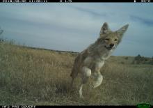 Camera trap of a coyote at the American Prairie Reserve in Montana. 