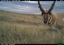 Camera trap photo of an antelope at American Prairie Reserve in Montana. 
