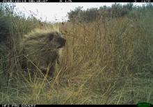 Camera trap photo of a North American porcupine on the American Prairie Reserve in Montana. 