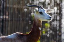 Profile of dama gazelle Zafirah at the Cheetah Conservation Station. 