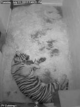 Sumatran tiger Damai and her cub, which was born July 11 at 4:17 p.m.
