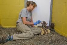 Great Cats keeper Dell Guglielmo supplemental feeds the 6-week-old Sumatran tiger cub.  