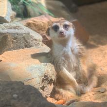 Meerkat Dogo suns himself in his habitat at the Small Mammal House.