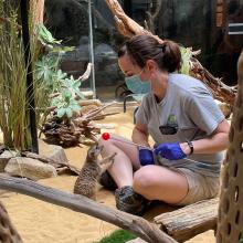 Meerkat Dogo participates in a target training session with Small Mammal House keeper Ann Gutowski.