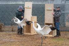 Scientists release two whooping cranes (large birds with long, thin legs, long necks and pointed bills) into their new habitat at the Smithsonian Conservation Biology Institute in Front Royal, Virginia