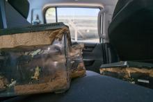 Limosa harlequin frogs in a transport crate in the back seat of a vehicle.