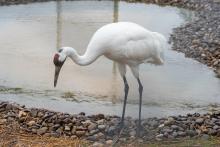A whooping crane (a large bird with long, thin legs, a long neck, and pointed bill) explores near a pond in its new habitat at the Smithsonian Conservation Biology Institute in Front Royal, Virginia