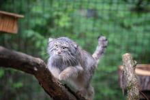 A Pallas's cat climbs at tree branch in its exhibit. There are perches and leafy trees in the background.
