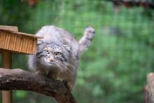 A Pallas's cat perches on a branch next to a perch in its exhibit.