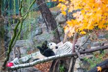 Giant panda Bei Bei leans back in his hammock eating bamboo.