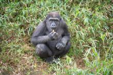 Western lowland gorilla Moke sits on the hillside of his outdoor habitat.