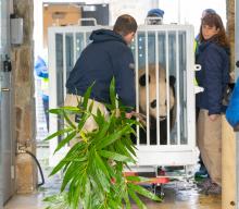 A panda keeper loads bamboo into a crate holding a giant panda