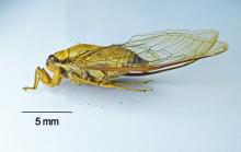Cicadas like this one belong to the order of "true bugs" (Hemiptera) and are among those attracted to artificial light at night.