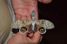 This beautiful lantern fly is known locally as the machaca (family Fulgoridae). 