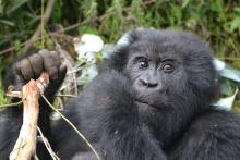 A Rwandan mountain gorilla holding a stick and eating