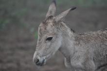 Persian onager calf born in 2015. 