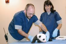 Keeper Marty Dearie, assistant curator Laurie Thompson and Bao Bao.