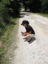 Guam rail release on Rota. 