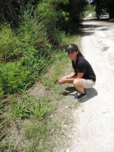 Guam rail release on Rota. 